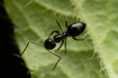 Nylanderia