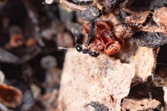 Pheidole metallescens