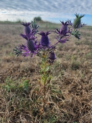 Eryngium leavenworthii