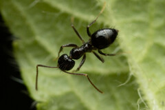 Nylanderia