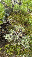 Hymenolepis crithmifolia