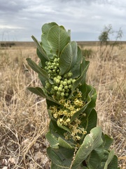 Asclepias latifolia