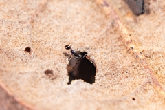 Pheidole metallescens