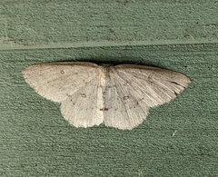 Cyclophora pendulinaria