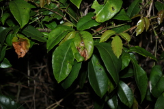 Tetrastigma nitens