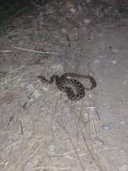 Sistrurus tergeminus