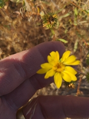 Grindelia hirsutula