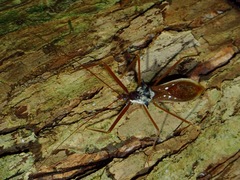 Epidaus
