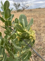 Asclepias latifolia