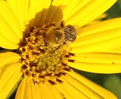 Eumelissodes