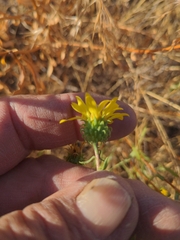 Grindelia hirsutula