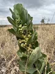 Asclepias latifolia