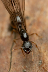 Carebara