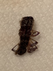 Scutigera coleoptrata
