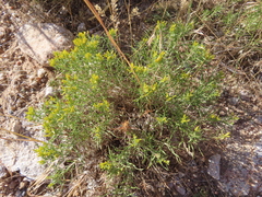Chrysothamnus viscidiflorus