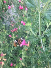 Xylocopa tabaniformis azteca