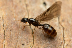 Carebara
