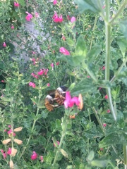 Xylocopa tabaniformis azteca