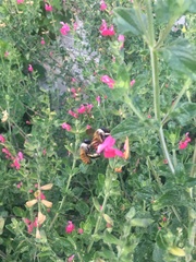 Xylocopa tabaniformis azteca