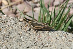 Melanoplus packardii