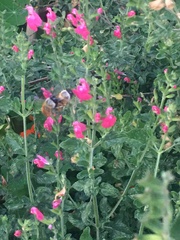 Xylocopa tabaniformis azteca