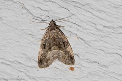 Protodeltote muscosula