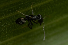 Ochetellus punctatissimus