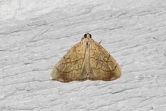 Evergestis pallidata
