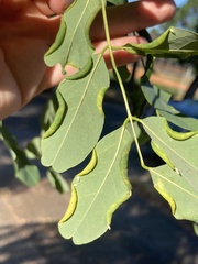 Obolodiplosis robiniae