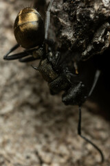 Polyrhachis mjobergi