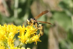 Polistes aurifer