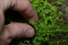Ranunculus sessiliflorus