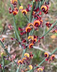 Daviesia brevifolia