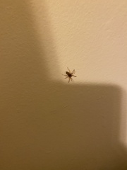 Trachelas tranquillus