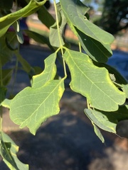 Obolodiplosis robiniae