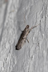 Phycitini