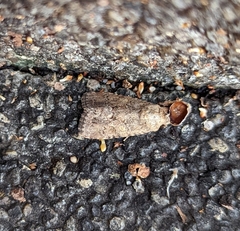 Noctuinae