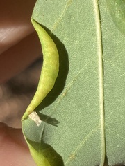 Obolodiplosis robiniae