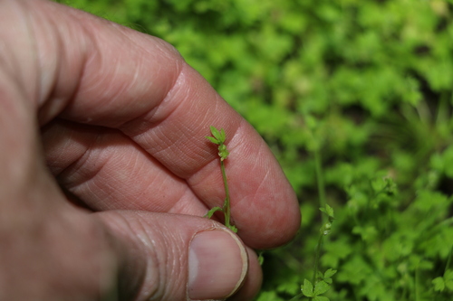 Image of Ranunculus sessiliflorus by (c) Greg Tasney, some rights reserved (CC BY-SA)