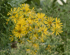 Silphium