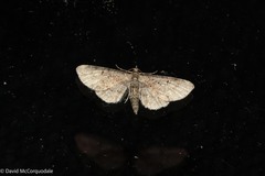 Eupithecia absinthiata