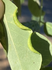 Obolodiplosis robiniae