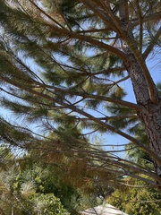 Pinus pinea
