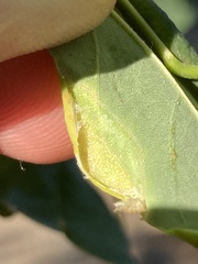 Obolodiplosis robiniae