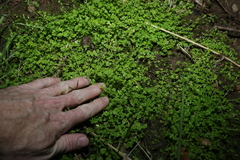 Ranunculus sessiliflorus