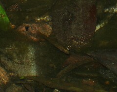 Hypseleotris