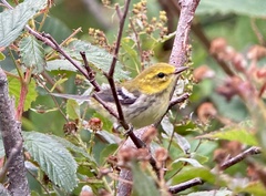 Setophaga virens image