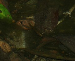 Hypseleotris