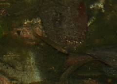Hypseleotris