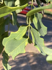 Obolodiplosis robiniae